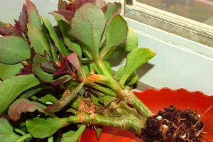 长寿花为何突然大量掉叶？（探究长寿花叶子脱落的原因及应对方法）