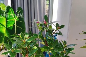 如何养护瑞香植物（瑞香植物的养护技巧与注意事项）