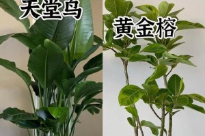 藤三七养护指南（了解藤三七的毒性，安全养护你的绿色植物）