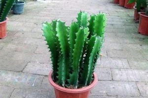 龙骨植物换盆指南——最佳时间与季节（打造健康茁壮的龙骨植物，从正确的换盆时间开始）