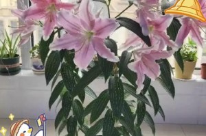 如何处理百合花叶子从下向上发黄的问题（护理技巧，让百合花焕发生机）