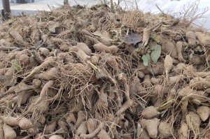 白术种植成本与利润分析（了解白术的种植成本与利润关键在于掌握这些内容）