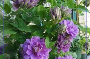 室内养殖铁线莲的完美指南（冬季如何正确养护铁线莲，打造温馨室内花园）