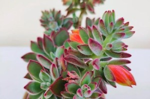 锦晃星开花后的处理方法（探索锦晃星开花后的关键步骤与技巧）