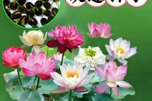 荷塘泥能否种花？——解答困扰多年的疑问（探究荷塘泥的成分、对花卉生长的影响以及适合种植的花卉品种）