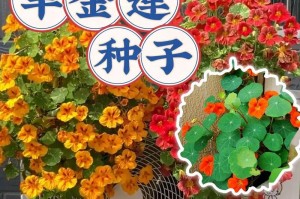 旱金莲叶子黄了怎么办？挽救方法全解析（旱金莲叶子变黄是正常现象吗？如何快速恢复叶片绿色？）