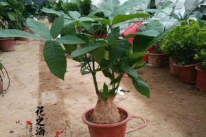 如何种植发财树木桩？（掌握关键技巧，助您财运亨通）