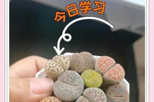 冬季新种生石花的养殖技巧（探秘生石花的养殖要点，让你的冬季园林更加绚丽多彩）
