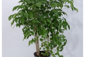 夏季养护平安树的技巧（打造绿意盎然的夏季平安树）