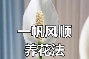 冬季怎样养护水培白掌，让其更旺盛？（冬季白掌养护关键技巧，助您打造繁盛花园）