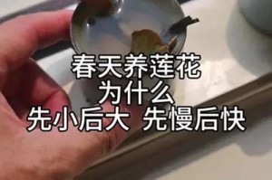 令箭荷花的养殖技巧（如何打造美丽的令箭荷花池）