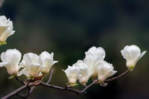 白玉兰开花季节与花期（探究白玉兰的开花时间和持续时间）