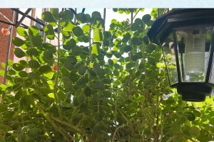 喷喷香养护指南（了解喷喷香关键因素，掌握养护技巧，让你的花园充满芬芳）