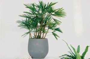 商铺门口适合放什么植物？（选择适合商铺的植物，让门口更美观）