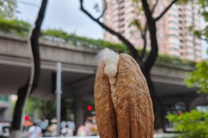 棉花种子可以吃吗？（探究棉花种子的营养价值及食用方法。）