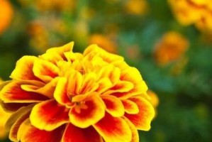 平安花语，传递健康与和平的祝福（以菊花为例，探究平安花语的深层含义）