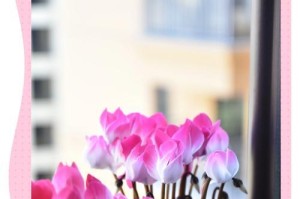 以仙客兰怎么养（打造绿意盎然的仙客兰花园）