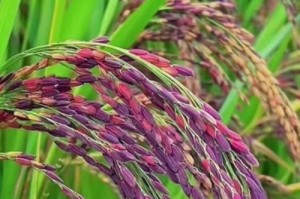 水稻——主要粮食作物（水稻的历史、分类、栽培、品种、特点、产量及发展前景）