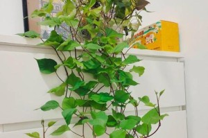 地瓜花的养殖技巧