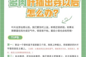 多肉叶插如何快速发芽（掌握关键步骤，让多肉叶插发芽更快）