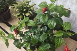 扶桑花养殖之详细指南（学会合理养护，让扶桑花绽放绚丽之美）