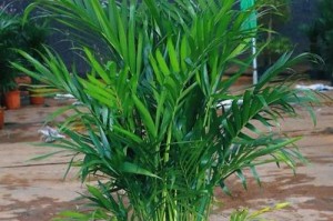 百日草的生长环境探究（喜阳还是喜阴？一文解答）