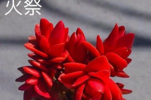 以火祭开花的处理方法（探索火祭开花的奥秘及实践技巧）