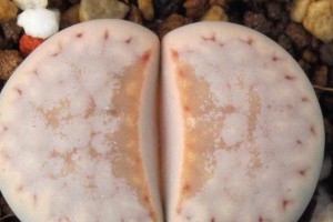 生石花品种全解析（了解生石花的分类和特点）