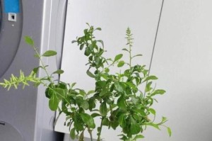 如何正确养护以兰雪花（以兰雪花的养护方法及技巧）