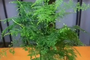 秋天来了，文竹叶子却变黄了怎么办？（文竹养护小妙招，让叶子恢复翠绿生机）