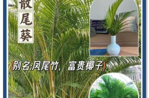 散尾葵叶子的绿化奇迹（以散尾葵叶子为例，探索植物叶片变绿的奥秘）