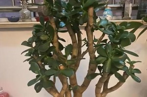 如何有效控制玉树花的过度生长（针对玉树花过长的生长情况，采取合适的管理措施）