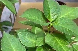 盆栽花草叶子变黄的原因及处理方法（如何预防和处理家中盆栽花草叶子变黄问题）