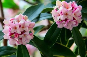 金边瑞香花的变白之谜（揭秘金边瑞香花变白的原因及解决方法）