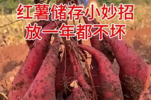 红薯的保存期限（如何让红薯长时间保存？）