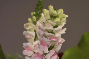 百合花插花之叶子的优雅与韵味（用百合花叶子打造独特插花艺术，展现自然之美）