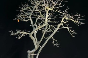 老鸦柿落果之谜（探究老鸦柿落果的原因与解决方法）