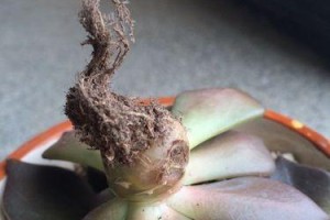 黑王子黑腐后的处理策略（拯救黑王子，重建形象）