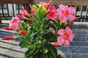 香藤盆栽的养护技巧（打造清新室内绿意，以飘香藤盆栽怎么养？）
