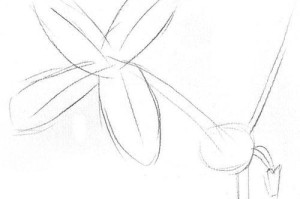 描绘含羞草的美丽花朵（画出含羞草花朵的技巧与窍门）