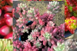 科多肉开花的技巧和方法（以景天科多肉开花为例，学习如何促进多肉植物开花）