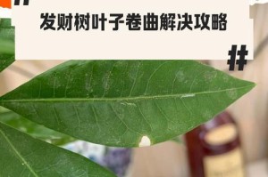 植物叶子卷的原因及其生理机制（探索植物叶子卷的奥秘与适应策略）