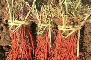 探秘红矛——一种具有药用价值的植物（了解红矛的基本特征和药用功效，开启健康生活之旅）