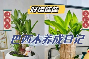 冬季巴西木的水养技巧（让巴西木在寒冷的冬天中绽放生机）