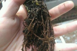 白掌叶子蔫病害的原因及防治方法（揭开白掌叶子蔫的神秘面纱，保护花草健康生长）