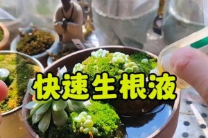 多肉化水的治疗方法及注意事项（了解多肉化水是什么，有效治疗关键）