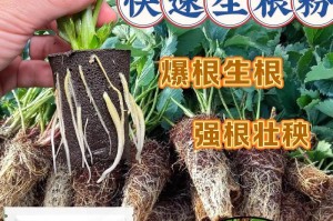 花卉生根粉的正确使用方法（提高花卉生根效果的小技巧和注意事项）