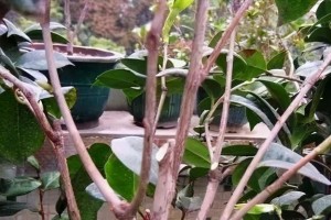 山茶花掉叶子的原因及处理方法（为何山茶花会掉叶子？如何保护山茶花的叶子？）
