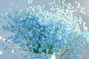 满天星肥料选择指南（打造绚烂花海的秘诀）