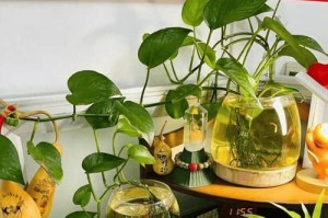 绿罗水培植物的养殖技巧（打造美丽室内花园，从绿罗水培开始）